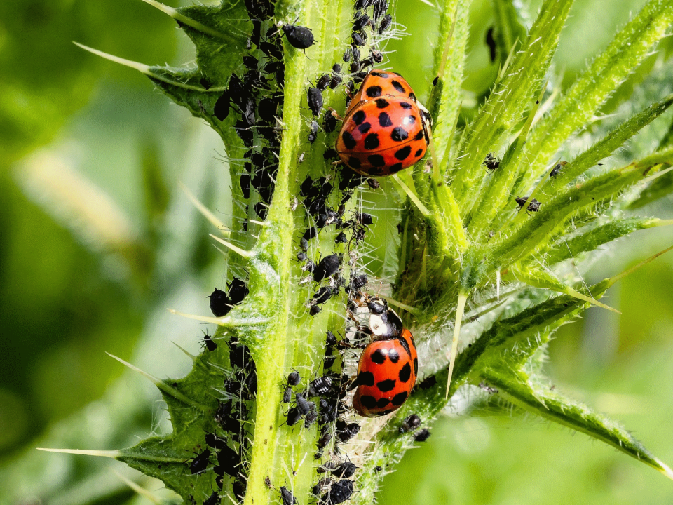 Lutte cologique contre les pucerons